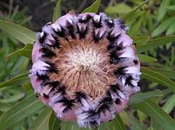 Image result for Protea welwitschii × angolensis