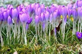 Saffron Flower