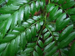 Image result for Marattiaceae