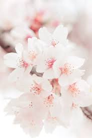 Hanami Cherry Blossom By Jiquem Pastel Rosy Blog Following Back Similar Blogs Www Papel Pintado Flores Mejores Flores Fondos De Pantalla De Primavera