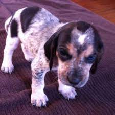 Look at pictures of bluetick coonhound puppies who need a home. Blue Tick Hound Dog Puppy I Wish I Could Have Another One Of These Someday Blue Tick Hound Puppy Hound Dog Puppies Coonhound Puppy