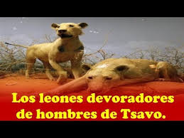 La historia de los leones asesinos de tsavo, que fu. Los Leones Devoradores De Hombres De Tsavo Youtube