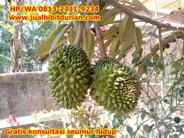 Promo Hp Wa 0813 2711 9234 Jual Bibit Durian Ke Kepulauan Bangka Belitung Kepulauan