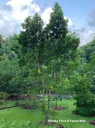Image result for Artocarpus heterophyllus