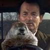 We've had a little groundhog problem, and thought we might as well tell you guys how to trap them. Https Encrypted Tbn0 Gstatic Com Images Q Tbn And9gcslmx16tv8uiohztojquizxcmdmk6bk2pwdkeoirpv3spmjgdzp Usqp Cau