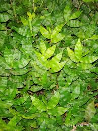 Image result for Elytrophorus spicatus