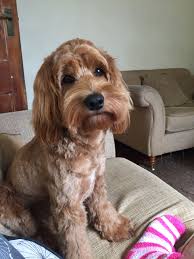 We did not find results for: Cockapoo Grooming 11 Months Old Short Teddy Bear Style Puppy Grooming Cockapoo Grooming Cockapoo Haircut