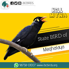 Pin On Indian State Birds