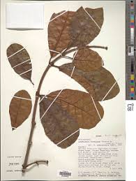 Image result for Landolphia congolensis