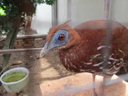 Zone Forest Fauna Kalimantan Selatan