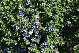 Image result for Dyschoriste thunbergiiflora