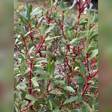 Image result for Landolphia lanceolata
