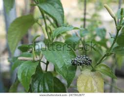 Image result for Piper capense