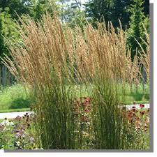 Stauden Stade Versand Shop Calamagrostis X Acutiflora Karl Foerster Foersters Garten Reitgras Sandrohr Hier Bestellen Stauden Schattenpflanzen Reitgras