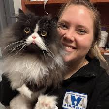 Cat Special Needs Or Medical Boarding In Atlanta, GA 30339