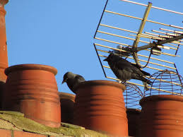 How to keep birds out of chimney. Do Birds Nest Down Chimneys Sweepsmart
