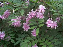 Image result for Indigofera monantha