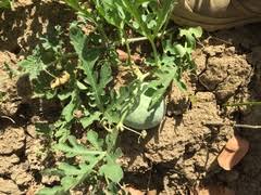 Image result for Cogniauxia podolaena