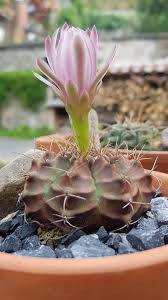 Gymnocalycium Anisitsi Damsi Cacti And Succulents Trees To Plant Colorful Garden