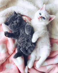 Home Made Cat Cat And Dog How To Make Cat Baby And Cat How To Cat Cat And Baby Kids Cat Cat Kid Cat Lovers