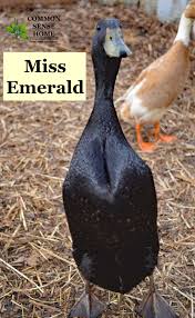 At fleet farm our basic maintenance specialists service our customer vehicles in basic oil change, tire rotation and completing vehicle courtesy checks as they continue learning new skills in a rapidly growing automotive industry. Duckies We Love Our Crew At Ice Station Duck Patrol