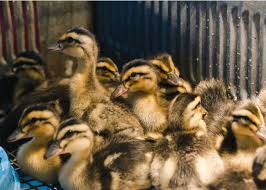 Preferably dense vegetation 24 inches high, such as native grasslands and crp fields. Raising Ducks For Beginners The Happy Chicken Coop