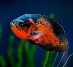 導讀 地圖魚原產於南美洲的圭亞那 委內瑞拉 巴西的亞馬遜河流域 魚體型寬大 屬一種大型魚 體長可達35cm 形態很別緻 體色斑塊艷麗 特別貪吃 地圖魚容易飼養 繁殖也不困難 我們一起來了解 fish pet pets animals