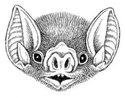 Natural History Magazine Now lets start on his face. natural history magazine