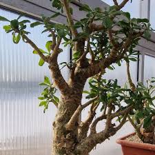 Image result for Euphorbia trichadenia