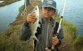 15 Umpan Ikan Bandeng Tambak Racikan Jitu Siang Malam Pagi Hari