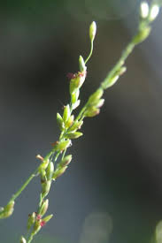 Image result for Entolasia