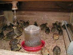 Tips On Raising Quail Birds Raising Quail Quail Chickens Backyard