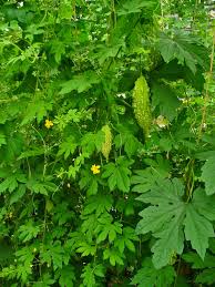 Image result for Momordica foetida