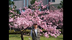 12,708 likes · 925 talking about this · 26,560 were here. ä¸­å¤®å¤§å­¸æ«»èŠ±20210206 Youtube