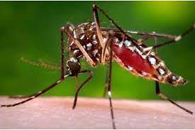 Aegypti juga merupakan pembawa virus demam kuning (yellow fever) dan chikungunya. Virus Zika Diturunkan Oleh Nyamuk Dewasa Satu Harapan