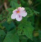 Image result for Pavonia rogersii