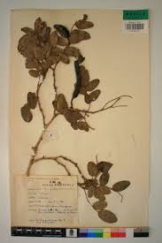 Image result for Bobgunnia madagascariensis