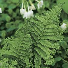 Image result for Athyrium newtonii