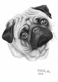 Rolo Pug Baby Animal Drawings Dog Drawing Animal Drawings