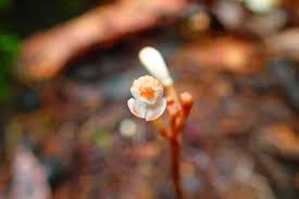 Image result for Didymoplexis