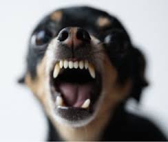 Here are 12 of the cutest small dog breeds that rank high in the adorable category! Why Do Small Dogs Have So Many Psychological Problems Psychology Today
