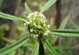 Image result for Hedythyrsus thamnoideus