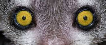 Nature Creativity Unique Animal Eyes Photography 26