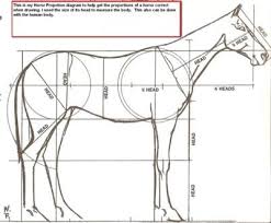 Horse Proportions Horse Drawings Animal Drawings Horse Painting