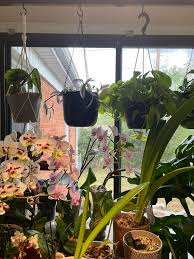 Just found this Thai constellation Monstera at Home Depot. Looks like a  leaf was clipped. Will it grow back or should I get rid of that stem?