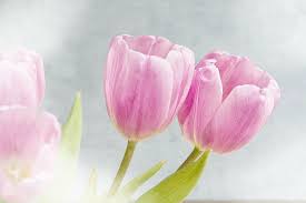 Bunga lili kuning, gambar bunga lukisan cat air, bunga lily lembah, fotografi, oranye png. Pink Lukisan Bunga Petaled Bunga Tulip Bunga Merah Muda Lembut Romantis Bunga Musim Semi Bunga Potong Kelopak Pxfuel