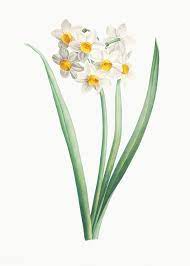 Pin On Narcissus Flower