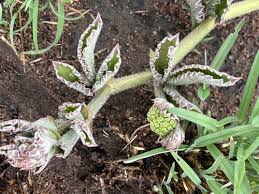 Image result for Cyphostemma paucidentatum