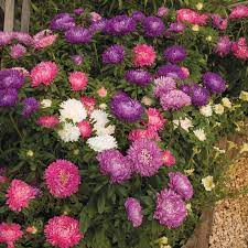 Aster Plants Asteroid Mix Order Details Suttons Seeds And Plants Flower Pot Design Flower Seeds Sutton Seeds