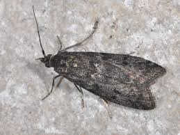 Image result for Pyla fusca